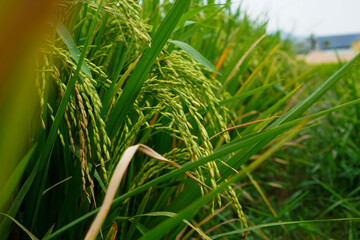 Beautiful agriculture landscape with fresh green and yellow rice field background. Tropical concepts