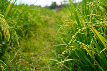 Beautiful agriculture landscape with fresh green and yellow rice field background. Tropical concepts