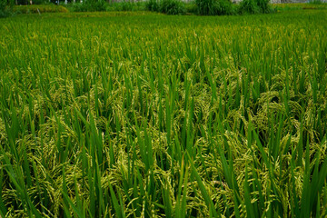 Beautiful agriculture landscape with fresh green and yellow rice field background. Tropical concepts