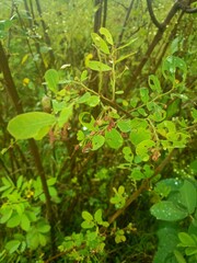 green leaves in the forest