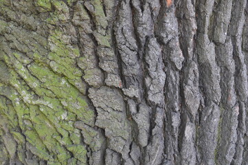 Bark of 500 Year Old Oak