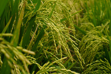 Fototapeta premium Beautiful agriculture landscape with fresh green and yellow rice field background. Close up paddy grains. Tropical concepts