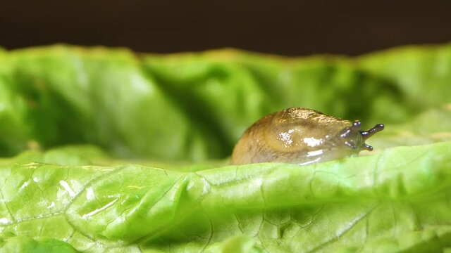 Slug pest snail parasitizes on the leaves of cabbage lettuce moves the garden, eating ripe plants. Invasive slugs