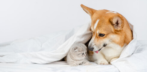 Adult Pembroke welsh corgi dog  sniffs at baby kitten under a warm blanket on a bed at home. Empty space for text