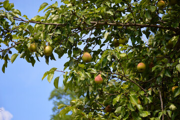 ripe pears with red sides hang on a tree branch surrounded by green foliage