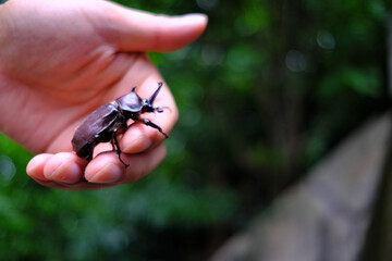 人の手につかまるカブトムシ