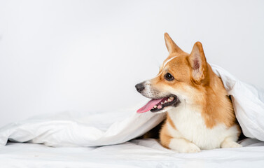 Pembroke welsh corgi dog lies under white blanket at home