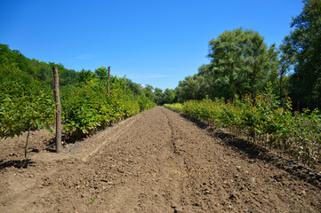 Fototapeta na wymiar a strip of cultivated land between the rows of raspberry bushes above the blue sky