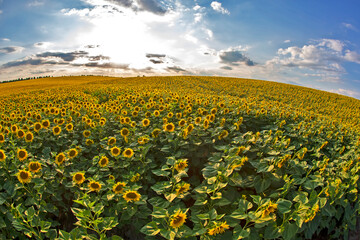 large field of blooming sunflowers against the backdrop of a sunny cloudy sky. Agronomy, agriculture and botany.