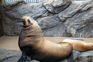 Obraz premium トド