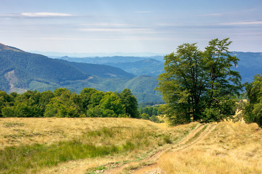 beech tree on the green alpine meadow. carpathian mountain landscape in summertime. wonderful sunny weather with clouds on the blue sky.