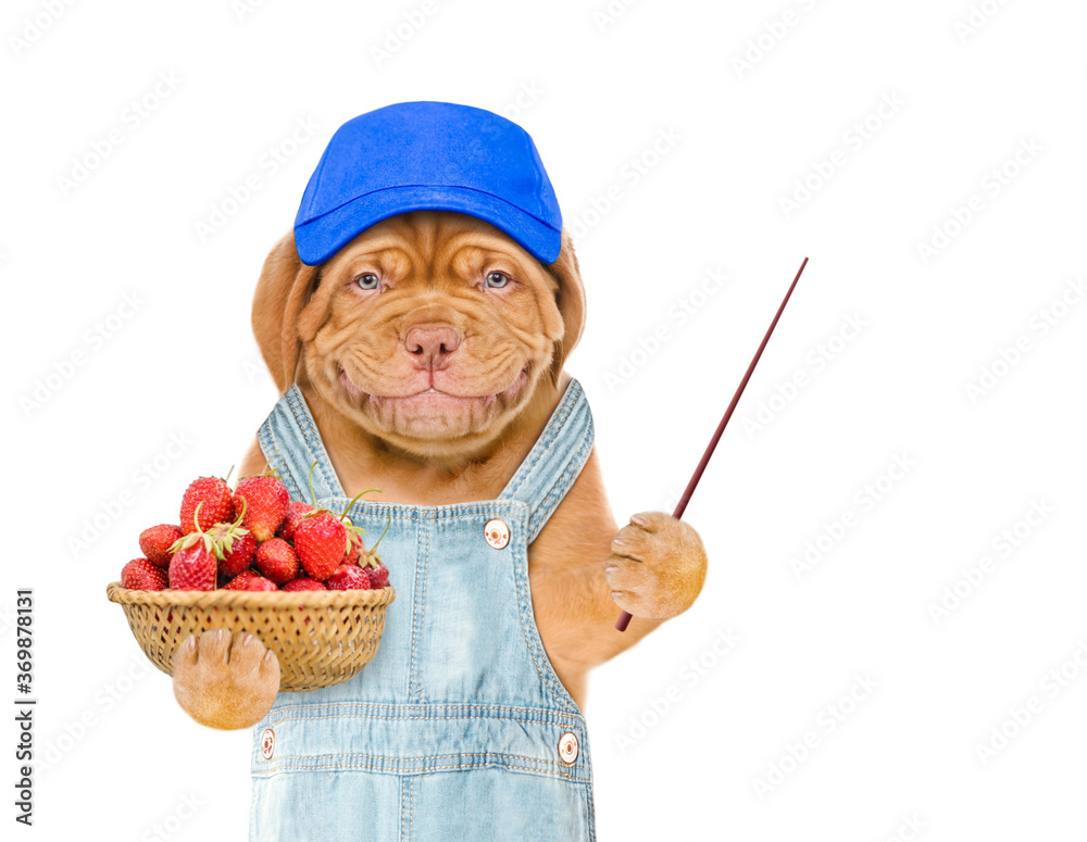 Poster smiling puppy farmer wearing blue cap and overalls holds basket of strawberries and points away on e