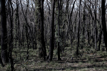 Scenes from Hat Hill Rd, at Blackheath, The Blue Mountains, after the bushfires of Jan 2020, and in a state of recovery.
