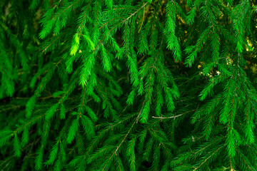 Green branches of the Christmas tree