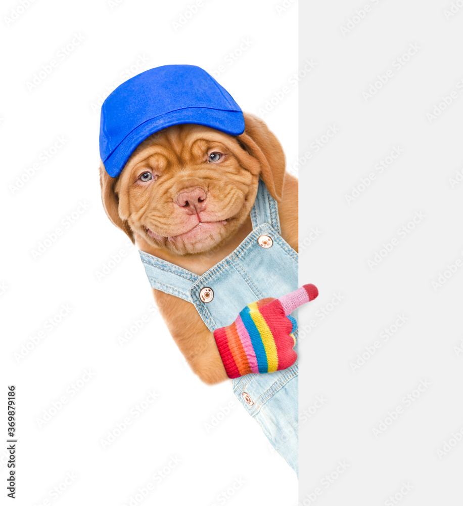 Poster Smiling puppy wearing overalls and blue cap points on empty white banner. isolated on white background