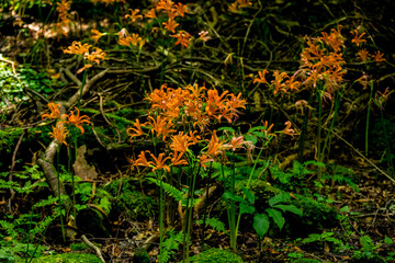 猪の瀬戸のキツネノカミソリ