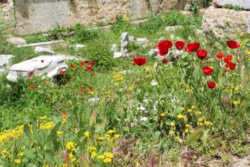 poppies in the field in athens