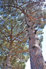 Obraz premium spring trees in the park