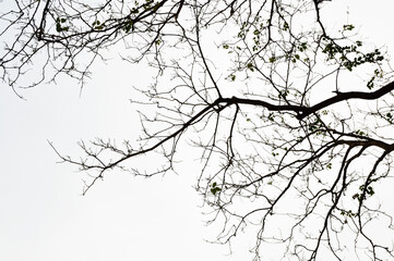 Tree branches silhouette on white background