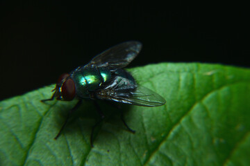 Meat flies are called sarcophagidae. These flies are sometimes perched on green leaves