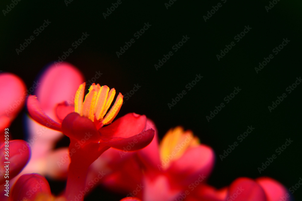 Wall mural the beautiful red flower with black background