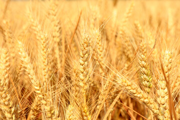 The mature wheat