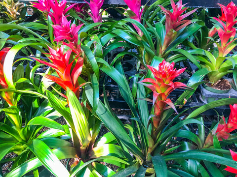 Bromelia