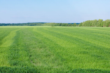 green field with young cereals under blue sky
