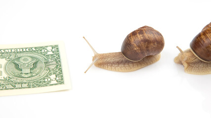 snails are moving towards their financial goal. slow and persistent struggle for success. finance...