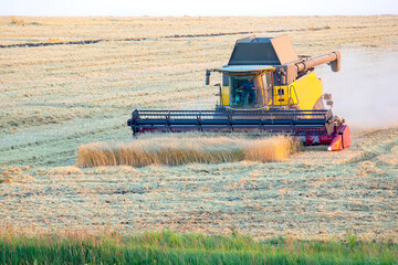 Fototapeta premium The harvester is harvesting wheat in the field. grain preparation. agronomy and agriculture.