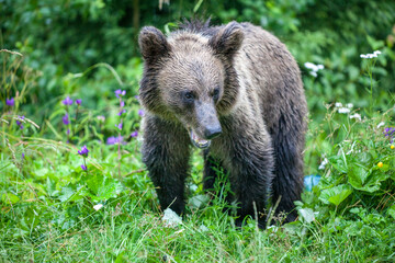 Junger Braunbär (Ursus arctos) im Nationalpark Bucegi, Karpaten, Sinaja, Rumänien
