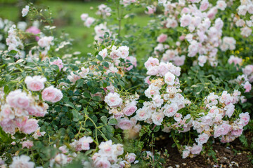 Flowers roses on bushes in the Park