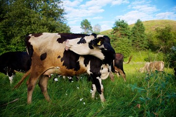 Beautiful cows on a green meadow