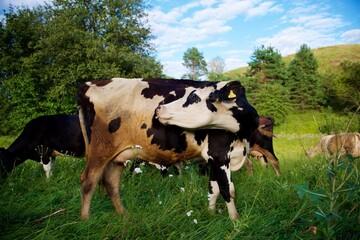Beautiful cows on a green meadow
