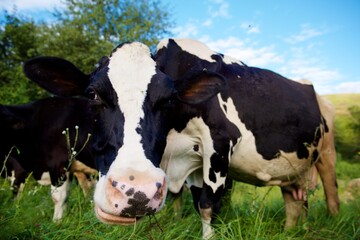 Beautiful cows on a green meadow