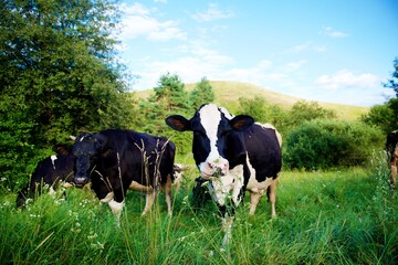Beautiful cows on a green meadow