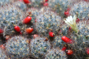 Blossomed Texas nipple cactus mammillaria prolifera with flower and red berries