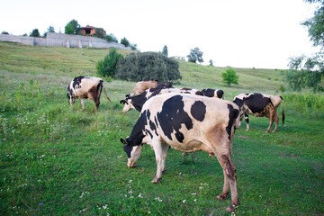 Beautiful cows on a green meadow
