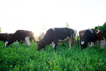 Beautiful cows on a green meadow
