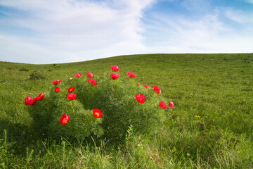 Blossomed bush fern leaf peony, Paeonia tenuifolia in the steppe