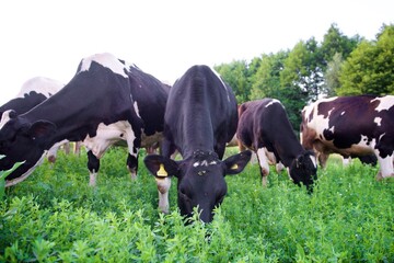 Beautiful cows on a green meadow