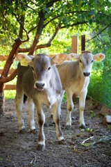 Beautiful cows on a green meadow