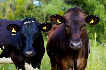 Beautiful cows on a green meadow