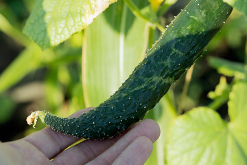 hand holding deformed cucumber. lack of trace elements in plant
