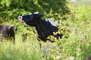 Beautiful cows on a green meadow