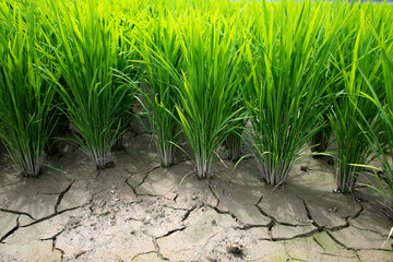 干からびた田んぼ