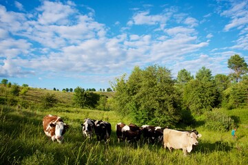 Fototapeta premium Cows on a beautiful green meadow 