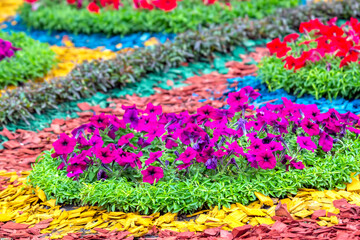 pink decorative flowers on a decorated flower bed. botany and decoration of city streets