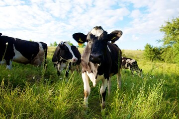 Cows on a beautiful green meadow 
