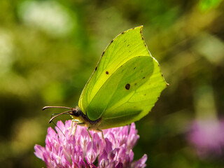 motyl  cytrynek © Henryk Olszewski